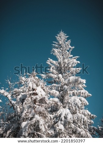 Snow-covered nature and trees in the Czech forest in winter.
