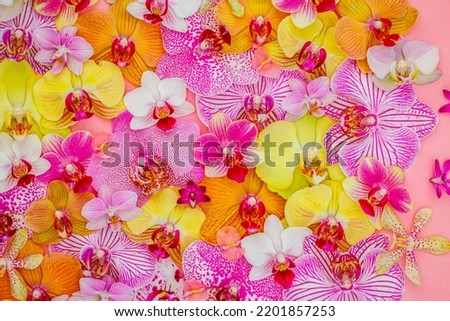 Colorful  Phalaenopsis Orchid blooms, flatlay. Holidays background with Many pink yellow Orchids. 