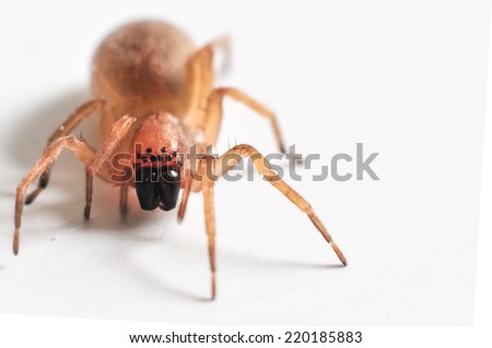 Macro image of a spider isolated on a white background with copy space for adding text. Scary spider halloween concept