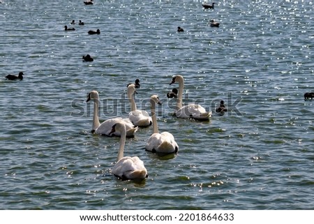 A large flock of white swans on a lake. These are beautiful and elegant birds, even more impressive when gliding over a calm and tranquil lake.