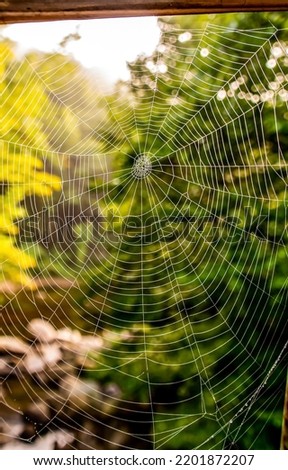 A web in the rays of the sun. Cobweb on window. Spiderweb on window. Web without a spider Royalty-Free Stock Photo #2201872207