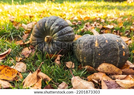 Autumnal Background. Autumn fall pumpkins on dried fall leaves garden background outdoor. October september wallpaper Change of seasons ripe organic food concept Halloween party Thanksgiving day