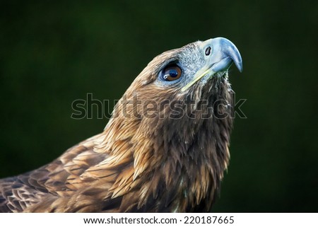 Golden Eagle Looking Up