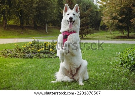 White beautiful Swiss Shepherd dog. The dog stands on two legs. White swiss shepherd dog in autumn park. A white dog is sitting on the grass. 