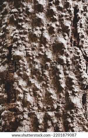 Texture of the bark in the forest. Closeup stock photography.                     