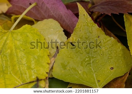 Autumn foliage after rain close-up in macro. Concept of arrival of autumn, seasonal change of weather conditions.