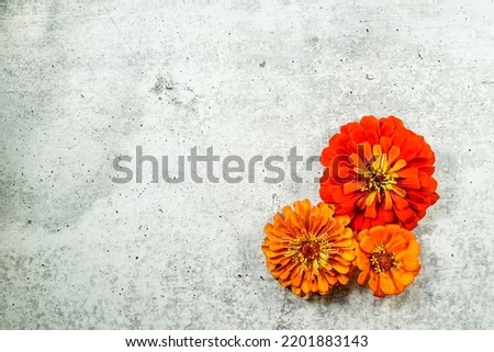 A trio of zinnia flowers are placed at the bottom of the image, allowing space for text. Yellow, and orange flowers. Concrete background.