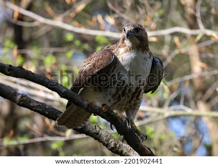 Close up photo of a young Red-tailed hawk perched on a tree branch at Lynde Shores Conservation Area, Ontario, Canada. Royalty-Free Stock Photo #2201902441
