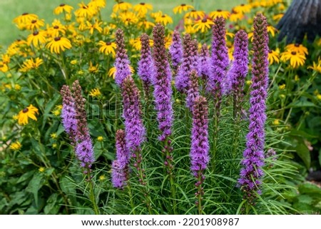 Beautiful prairie blazing star growing in the local native plant garden Royalty-Free Stock Photo #2201908987