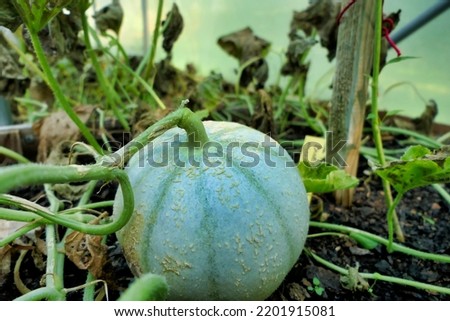 Charantais melon growing a melon bed in a polytunnel
