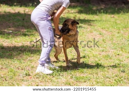 A cowardly German Shepherd dog training. High quality photo