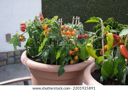 Large pots with cherry tomatoes and sweet peppers on the garden terrace, plants Royalty-Free Stock Photo #2201925891