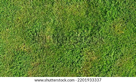 Above view of green grass. Turf ground with different types of grass combined. For background and textured. Royalty-Free Stock Photo #2201933337
