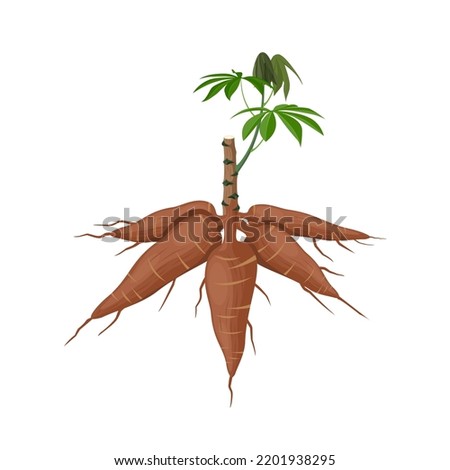 Vector illustration, cassava plant or Manihot esculenta, also known as manioc, isolated on a white background, as a banner, poster or national tapioca day template. Royalty-Free Stock Photo #2201938295
