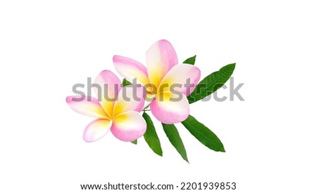 Frangipani flowers on a white background.