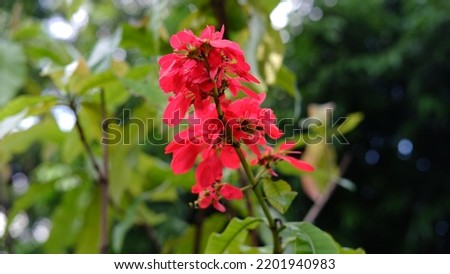 Warszewiczia coccinea or chaconia, wild poinsettia and pride of Trinidad and Tobago is a species of flowering plant in the family Rubiaceae. It is the national flower of Trinidad and Tobago. 