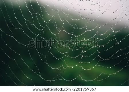 Beautiful natural background with a necklace of water drops on a cobweb in the grass in spring summer. The texture of the dew drops on the web in nature macro macro with soft focus. High quality photo