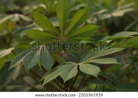 Finger-shaped cassava leaves outdoors
and blurred backgroun and close up take a picture with green leaves.