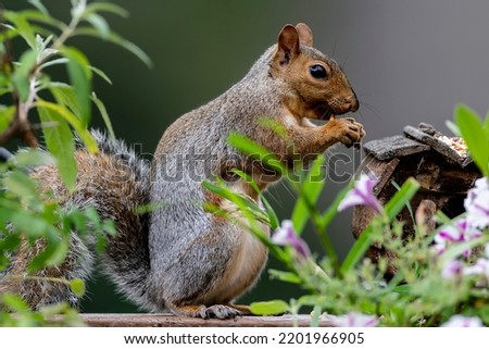 A Squirrel nibbles on a peanut                               