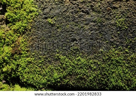 selective focun on  Beautiful Bright Green moss grown up cover the rough stones and on the floor