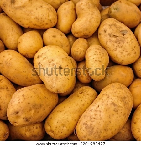 This picture is of potato. Potato is a vegetable that is very popular with children. It makes chips. It is produced in winter.