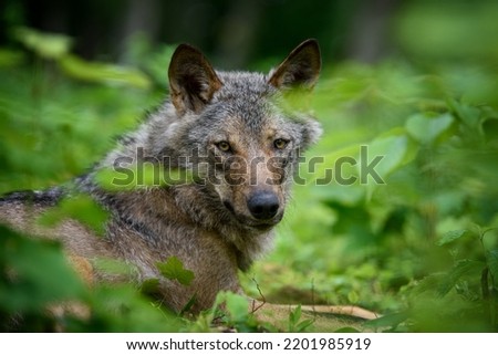 Wolf portrait in forest. Wildlife scene from nature. Wild animal in the natural habitat