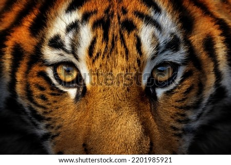 Close up view portrait of a Siberian tiger (Panthera tigris altaica)