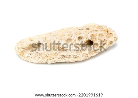 Image of coral cubes on a white background. Undersea Animals.