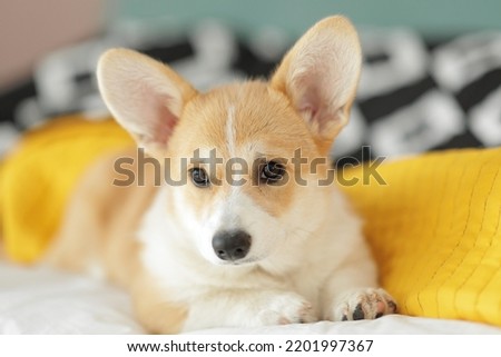 Corgi dog breed. Dog at home. Corgi lies on the bed. High quality photo