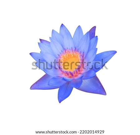 Water lily or Lotus or Nymphaea flowers. Close up blue-purple lotus flower isolated on white background. The side of exotic blue-purple waterlily.