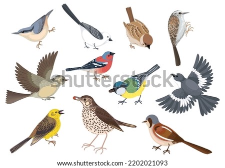 Birds cartoon set with isolated images of various wild birds of different color and feather shape vector illustration