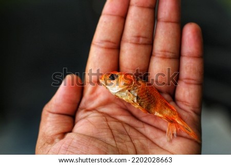 Dead goldfish in hand in nice blurred background HD Royalty-Free Stock Photo #2202028663