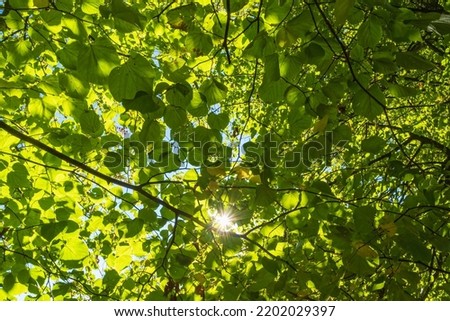 Lush green tree branchlet with shining sunshine Royalty-Free Stock Photo #2202029397