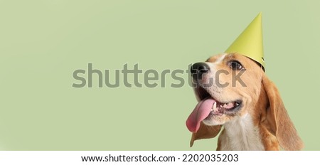 Cute Beagle dog in birthday hat on green background with space for text