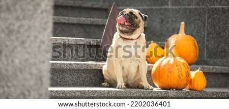 Cute pug dog with Halloween pumpkins sitting on stairs