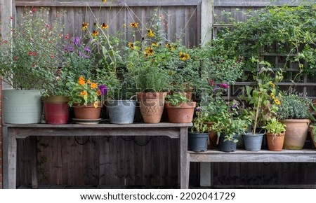 Wildlife friendly suburban garden with container pots on a wooden table, flowers and greenery. Photographed in Pinner, northwest London UK.