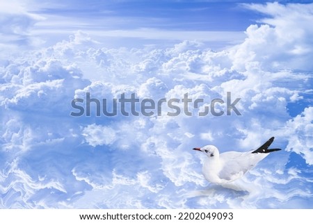 Seagull and reflection of the sky
