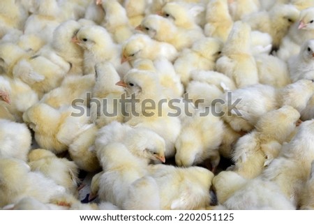 Yellow baby chicks huddled together, India