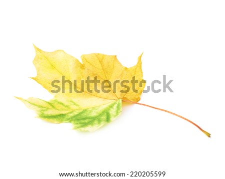 Autumn yellow maple leaf isolated over the white background