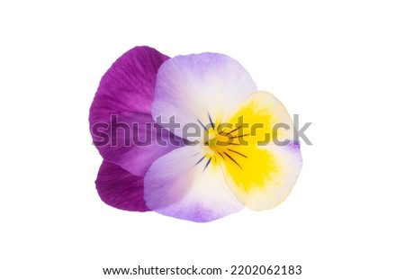 pansies isolated on white background