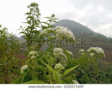 Ageratum conyzoides flowers or bandotan leaf is a weed that grows wild in a plantation with a mountain natural background and dew sky