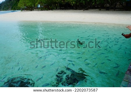 sharks swimming freely on Wayag beach Raja Ampat Indonesia. They are very docile.
we can swim with them