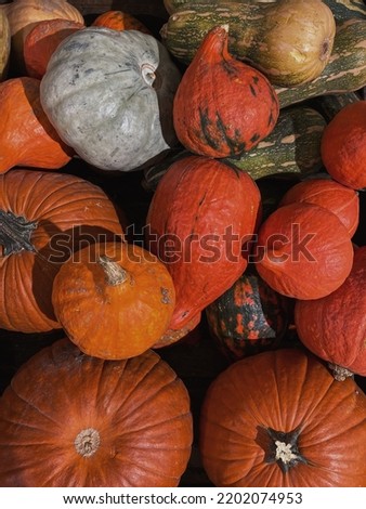 Set of colorful ripe pumpkins, squash. Flat lay, top view autumn fall pattern with warm shades in sunlight