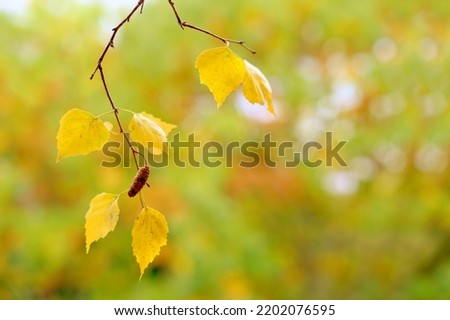 beautiful blurred natural landscape with branch, background, concept of good weather, cozy autumn mood, seasonal concept, blank, banner for designer for postcards, wallpapers