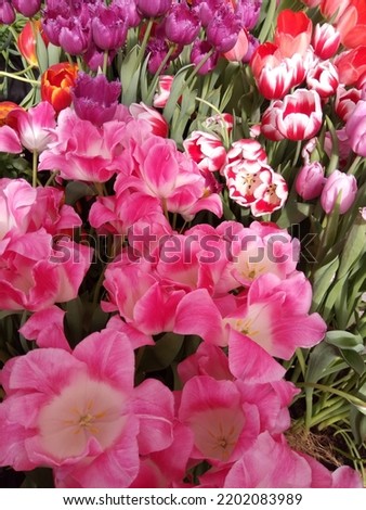 macro photo with a decorative floral background of bright variegated flowers of a herbaceous plant of tulips for garden landscape design in spring as a source of wallpaper, posters, advertising