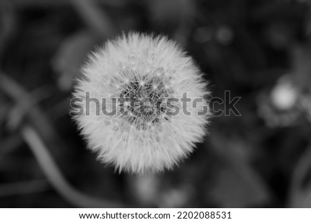 a beautiful white dandelion in soft green grass on an idyllic background of a cloudy autumn day