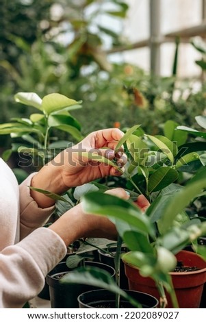 Close-up of hands of female gardener taking care of a seedlings in a greenhouse.Plant care, gardening,urban jungle concept. Royalty-Free Stock Photo #2202089027