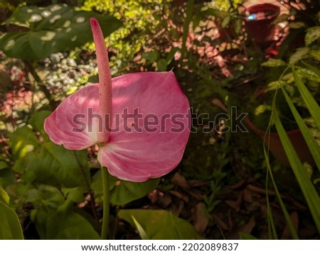 Rose . Pink colour Anthurium flower edited picture 