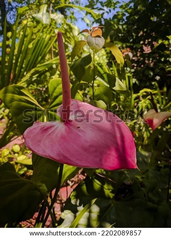Rose . Pink colour Anthurium flower. edited picture 2