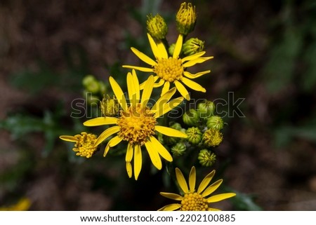 Yellow wildflowers macro shot, close-up natural flower shot, macro flowers